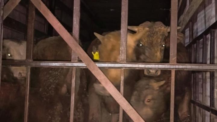 В первый день нового года из Саратовской области не выпустили 34 бычка
