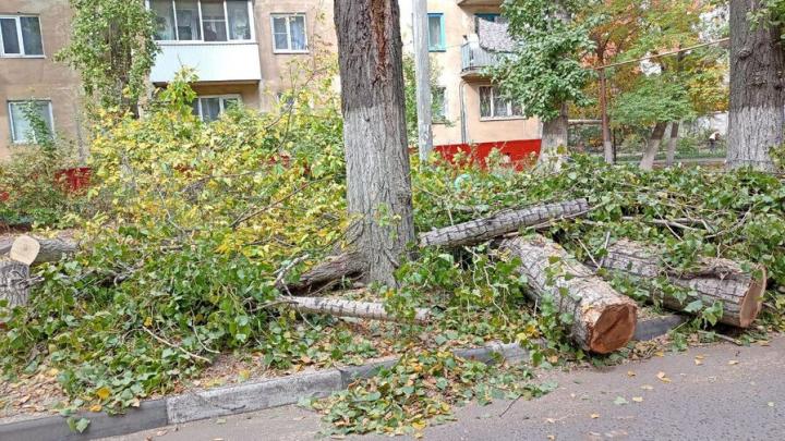 В Саратове обновили списки озеленения городских улиц: адреса
