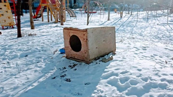 Порядка 60 бездомных собак поймают в двух районах саратовской области