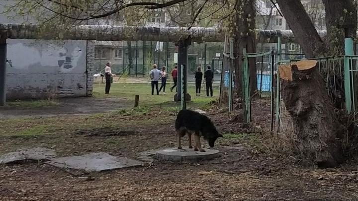 В Петровском районе планируют поймать 117 бездомных собак