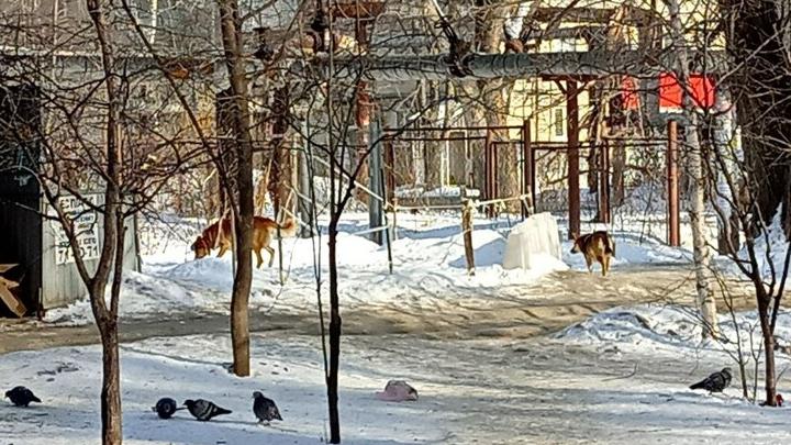 В двух районах Саратовской области поймают порядка 170 уличных собак
