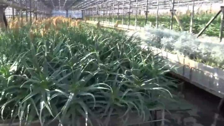 Саратовскую плантацию алоэ показали на федеральном канале