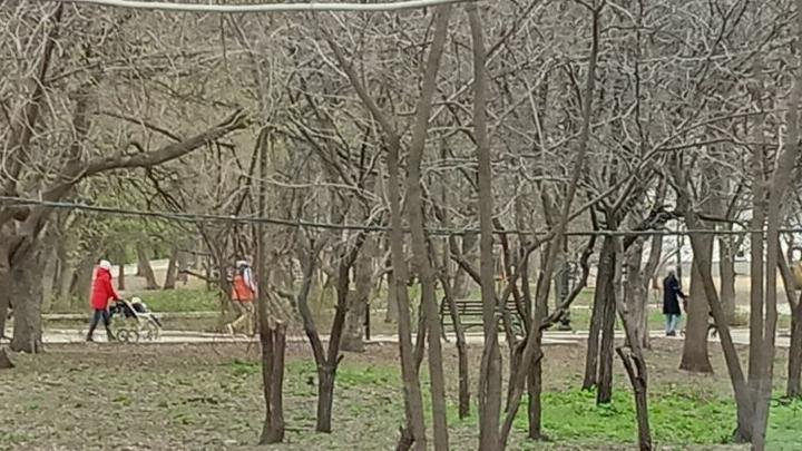 Арфей, Александрия, Эмиль появились на свет в Саратовской области