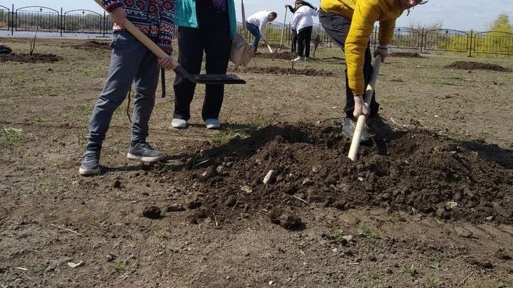 В прошлом году в Саратове спилили больше деревьев, чем посадили