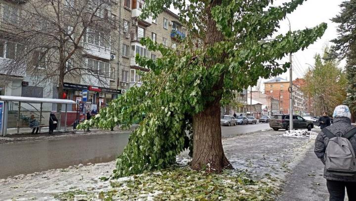 В этом году в Саратове посадят 2 тысячи деревьев и 8 тысяч кустарников