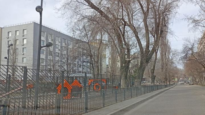 Осенью на основных улицах Саратова посадят деревья