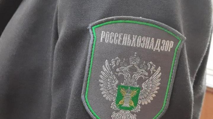 В Россию пытались противозаконно везти саженцы смородины