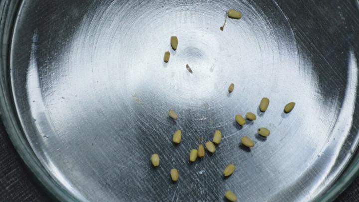 В Саратовскую область предотвращен ввоз зараженной пшеницы