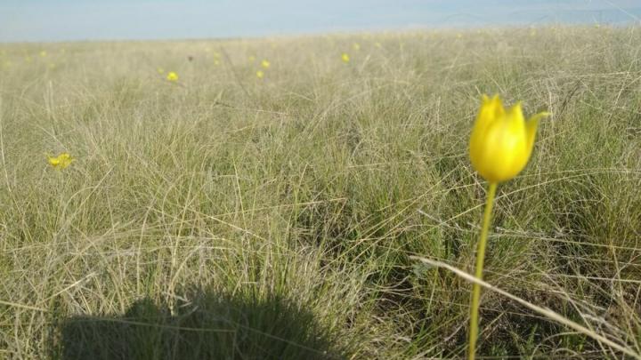 Саратовцам рассказали, какие первоцветы срывать нельзя