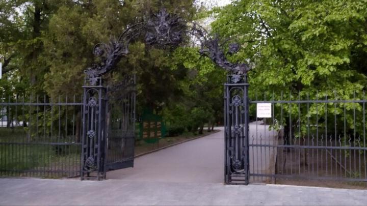 В Саратове рубят ясени