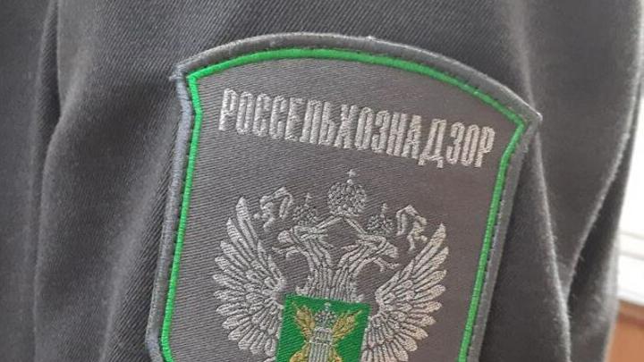 В России планируют разводить альпак