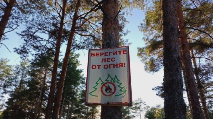 В лесах Саратовской области устанавливается особый противопожарный режим
