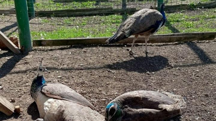 В нацпарке «Хвалынский» живут пять павлинов, высиженных курицей-несушкой