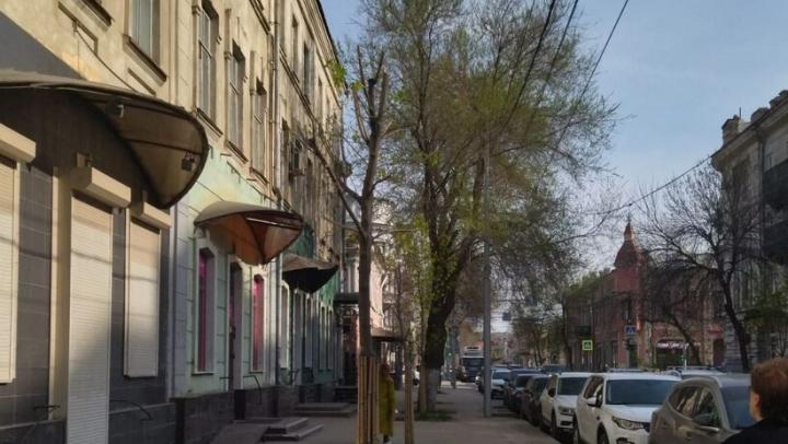 В Саратове засохло 3693 ясеня
