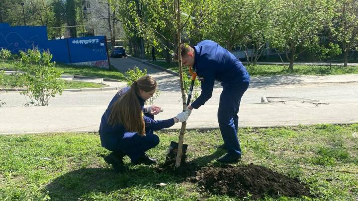 Березы посадили в Заводском районе Саратова