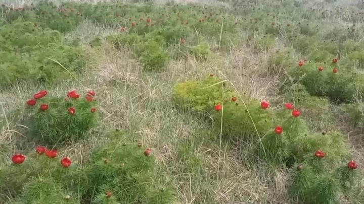 В Воскресенском районе цветут пионы