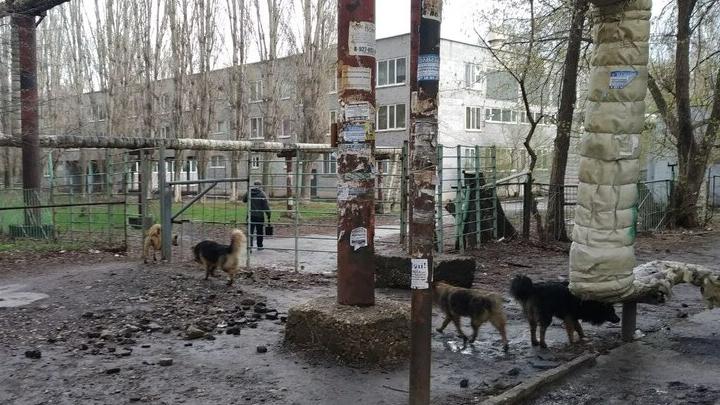150 бездомных собак поймают до конца года в Кировском районе Саратова