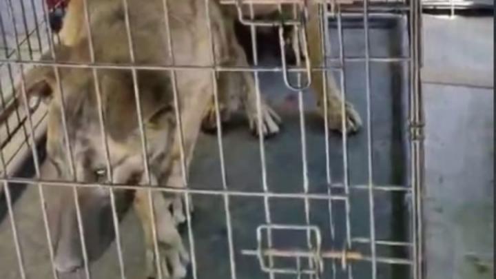 На Радуге в Заводском районе поймали бродячих собак