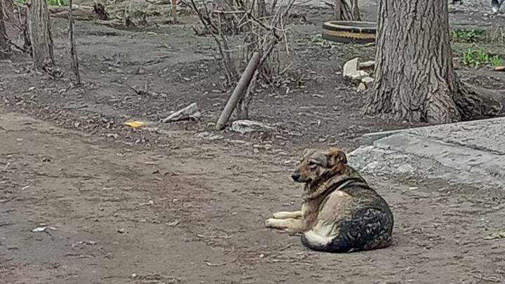 В Ленинском районе Саратова собираются поймать 132 бездомные собаки