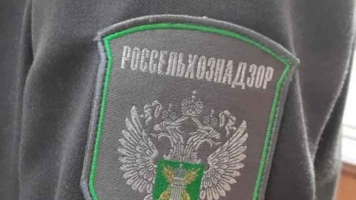 Россельхознадзор выявил 684 тонны пшеницы с горчаком