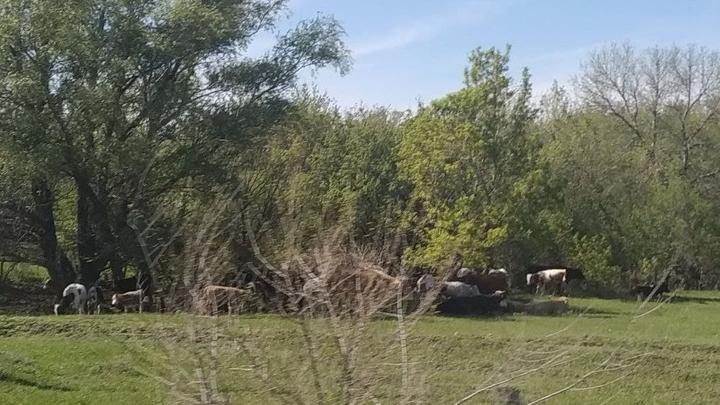 Саратовцам рассказали, в каких районах чаще всего выходят на дорогу дикие животные
