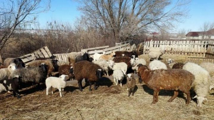 В Саратове бесследно пропало 99 баранов и коз: владелец обещает вознаграждение за находку