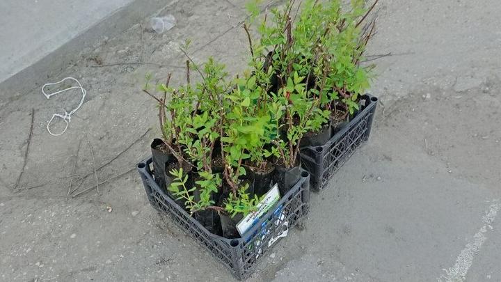 Лавандовые поля появятся в Саратовской области 