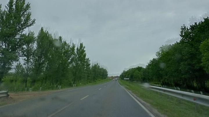 Ночной кошмар на трассе: лось погиб в массовом ДТП под Саратовом
