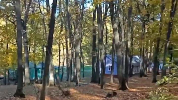 Лагерям – новую жизнь: в Саратовской области хотят восстановить заброшенные базы отдыха для детей