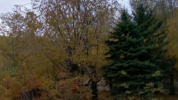 В Саратовской области шестерых детей укусили гадюки за два месяца