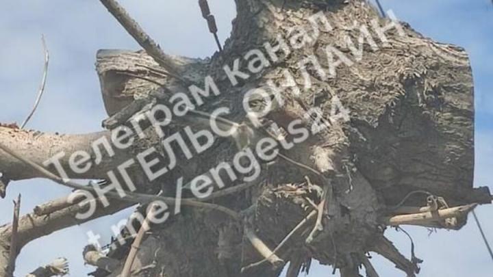 В Энгельсе пенёк сросся с электропроводами