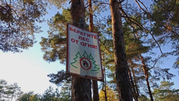 В Саратовской области запретили посещать леса из-за угрозы пожаров
