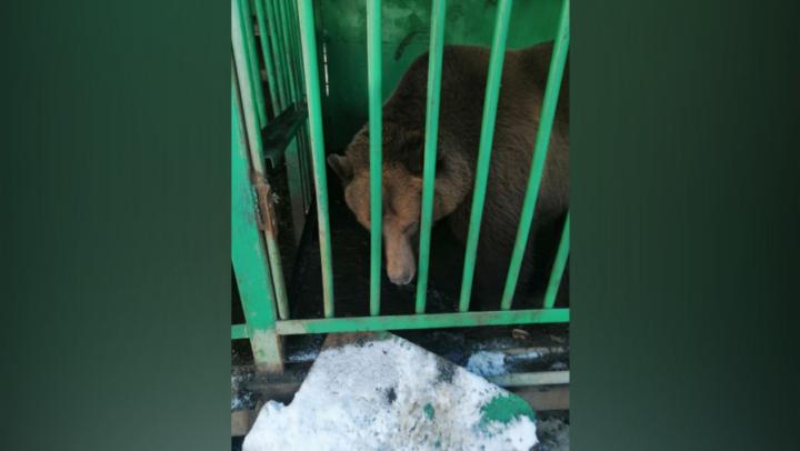 В Саратове из придорожной гостиницы изъяли двух медведей