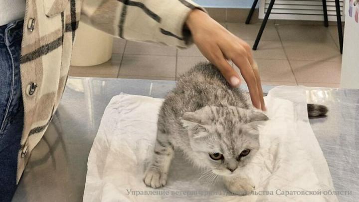 В Саратове кошке сделали операцию на глазах из-за редкой патологии