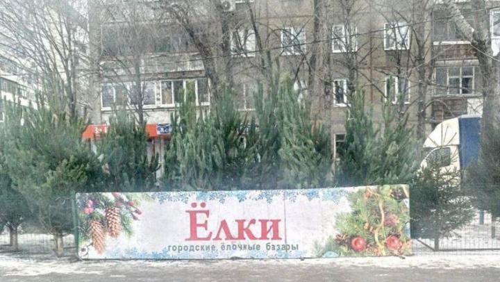 В Саратове с 15 декабря заработают елочные базары: адреса 
