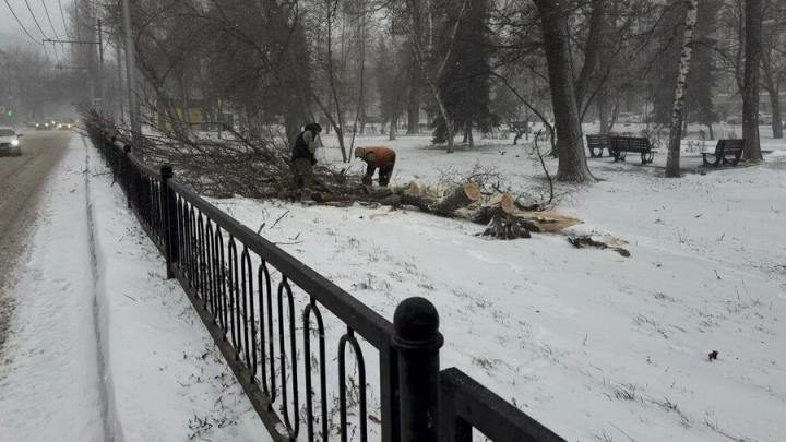 В Саратове ветер свалил 30 деревьев
