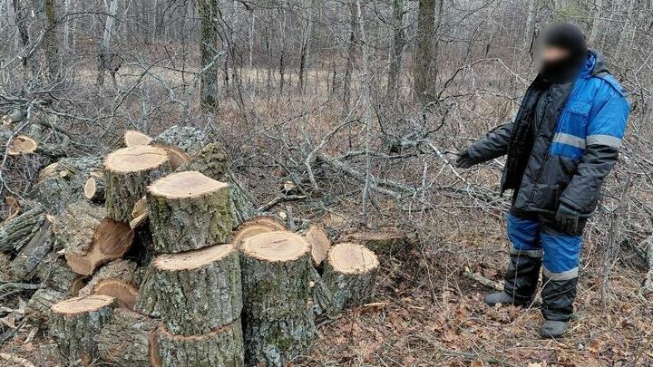 Рубка дубов для бани стала причиной возбуждения уголовного дела в Саратовской области