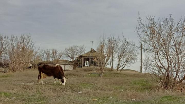 Ветеринары Дергачевского района спасли жизнь корове после тяжёлых родов