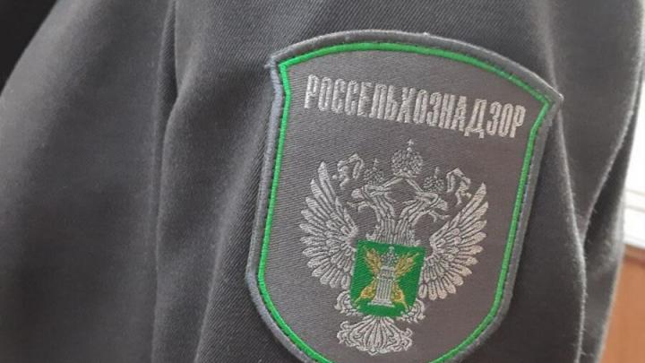 Россельхознадзор в Саратовской области с помощью ИИ нашёл более двух тысяч нарушений в пищевой отрасли