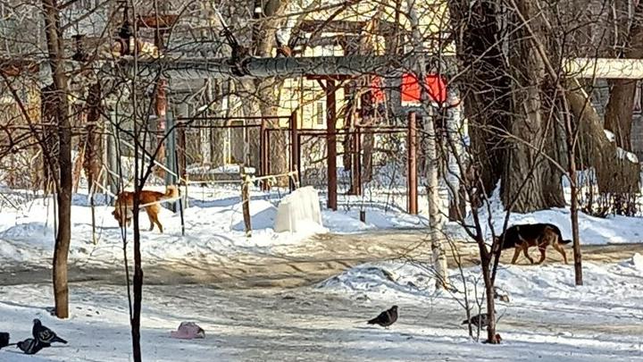 Стало известно, сколько заплатят за отлов и содержание одной дворняги во Фрунзенском районе