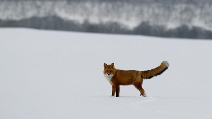 В Саратовской области охотники сдали 497 лисиц — программа выплат выполнена на 40%