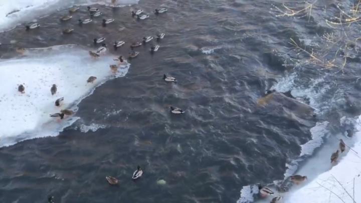 В Петровске утки устроили заплыв на стремнине под пешеходным мостом