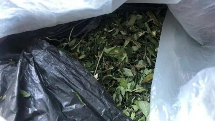 Житель Калининска запасся марихуаной на зиму: ему грозит до 10 лет колонии