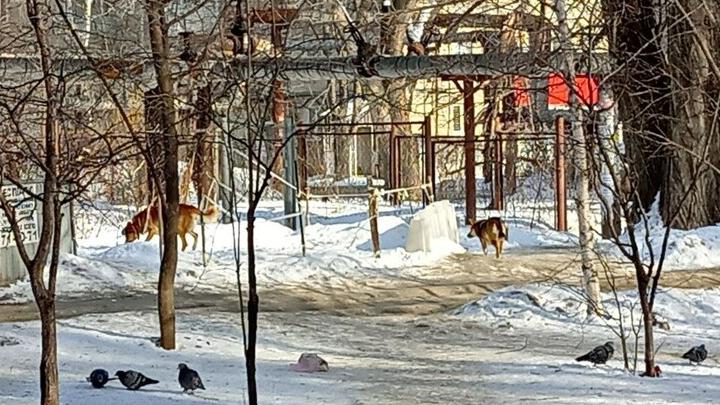 В Саратове на школьника напала собака во дворе дома