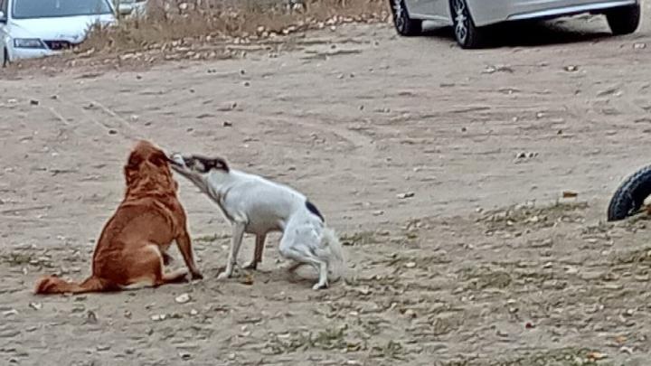 В Волжском районе Саратова отловят 82 бездомные собаки