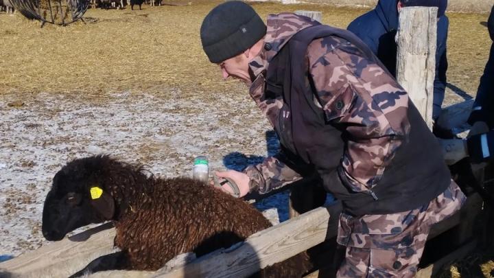 Ветеринары нашли живую зеленую ящерицу в шерсти овцы на ферме в Балтайском районе