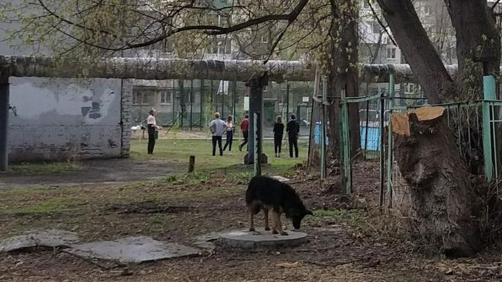 В Саратове возбудили дело о халатности после укуса ребенка бродячей собакой