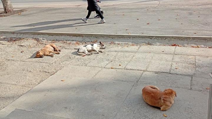 Сотню бездомных собак поймают и стерилизуют в Кировском районе Саратова