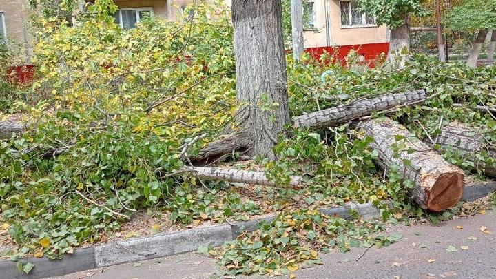 Раскидистый тополь рухнул в Волжском районе Саратова