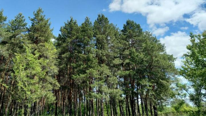 В Саратовской области прогнозируются ветер и дождь